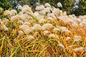 White reed flowers in autumn