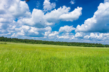 Fototapeta premium Grass Lawn Vibrant Springtime