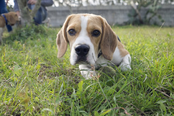 Beagle