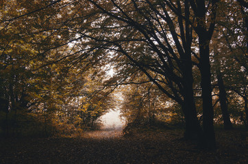 Naklejka premium road through autumn forest