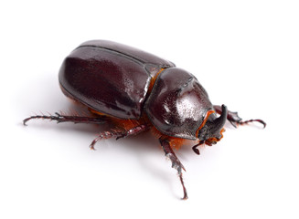 European rhinoceros beetle isolated