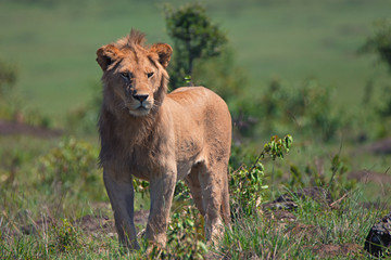 Obraz na płótnie Canvas Young male lion