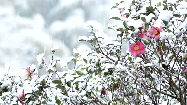 降りしきる雪とサザンカの花