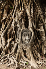 Head of Buddha under a fig tree, Ayutthaya