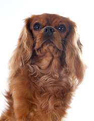 cavalier king charles