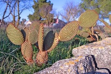 Cactus
