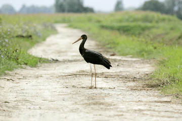 Black stork standing in pathway