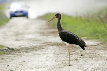 Black stork standing on road