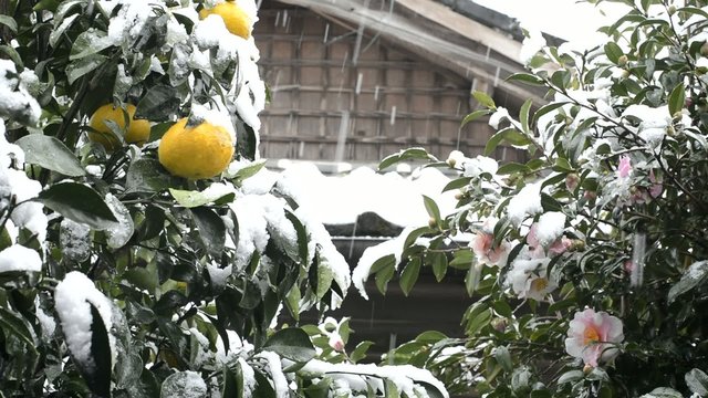 雪の降る夏ミカンの実とサザンカの花