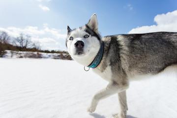 Portrait of husky