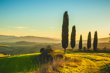 Cypresses in the light of the setting sunset over Tuscan fields.