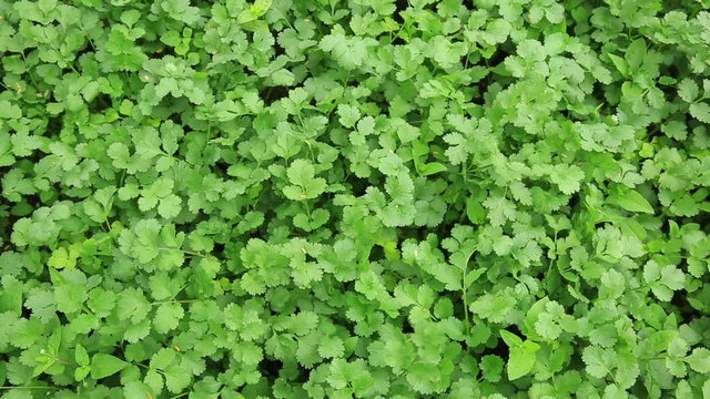 Green corriander in growth at vegetable garden