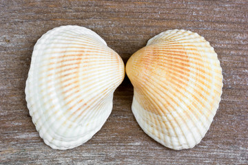Sea shells