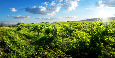 Fototapeta na wymiar Green vineyard