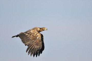 Seeadler