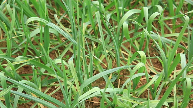 garlic sprout grow in vegetable garden 