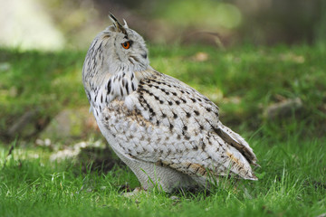 Sibirischer Uhu