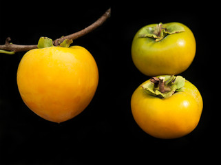 Persimmons on black background