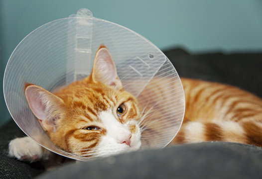 Cat with cone after surgery