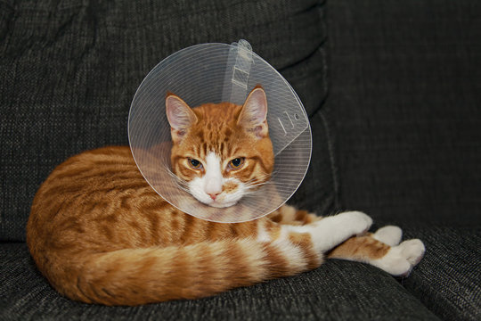 Cat resting after surgery with veterinairy cone