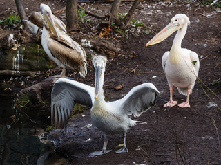 Group od pelicans
