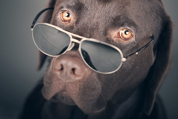 Labrador with Sunglasses