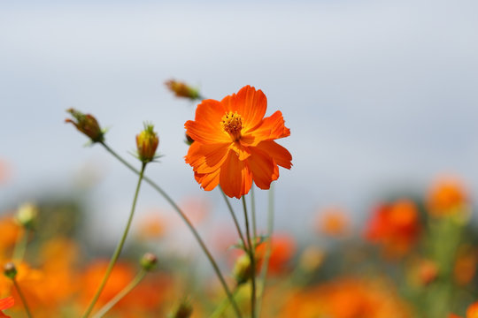 Beautiful Orange Cosmos Flower