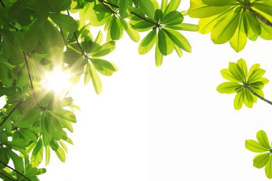 nature spring background