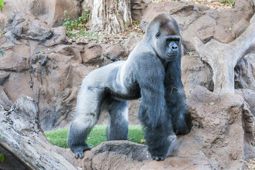 gorilla © arnau2098