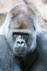 Obraz premium gorilla