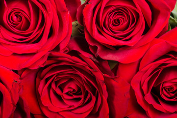 Red rose close up showing petals