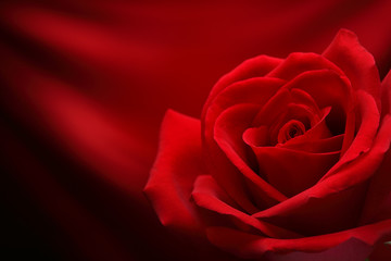 Valentine Red Rose