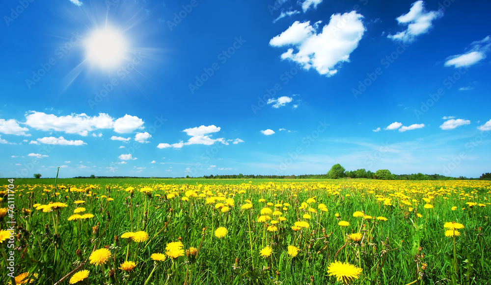 Wall mural field with dandelions and blue sky