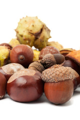 Horse chestnuts and acorns