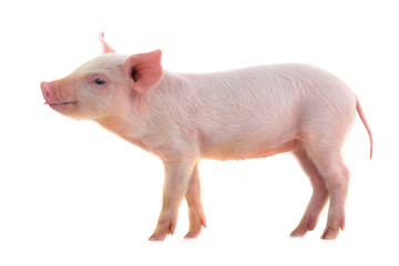 pig