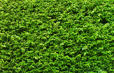 wall green leaf