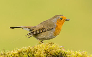 Erithacus rubecula sobre musgo