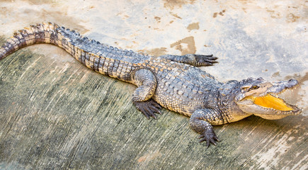 Fototapeta premium Dangerous crocodile open mouth in farm in Phuket, Thailand