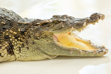 Dangerous crocodile open mouth in farm in Phuket, Thailand