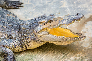 Obraz premium Dangerous crocodile open mouth in farm in Phuket, Thailand