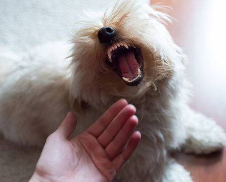 Chien aggressif