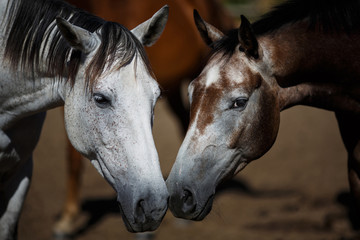 Wild horses close-up