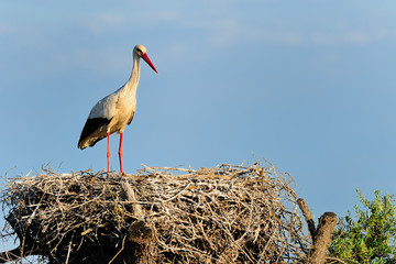 White stork on its nest