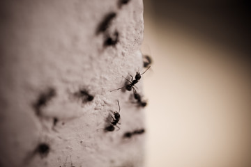 Group of carpenter ants on the wall