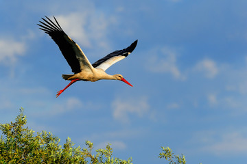 White stork in flight