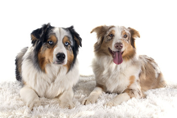australian shepherd