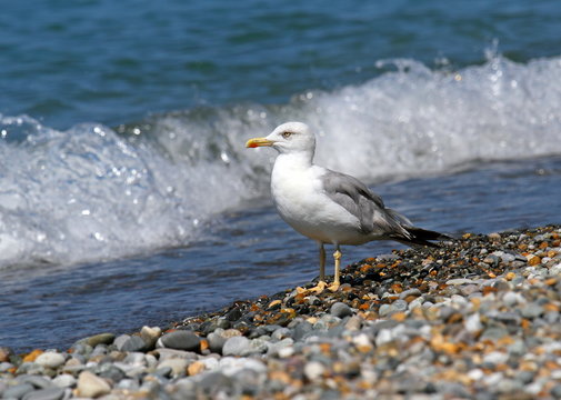 Sea seagull