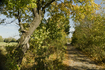 maple autumn colors and the way