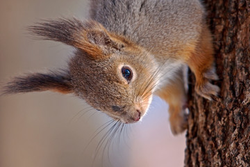 Close-up of squirrel