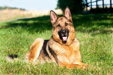 Deutscher Schäferhund